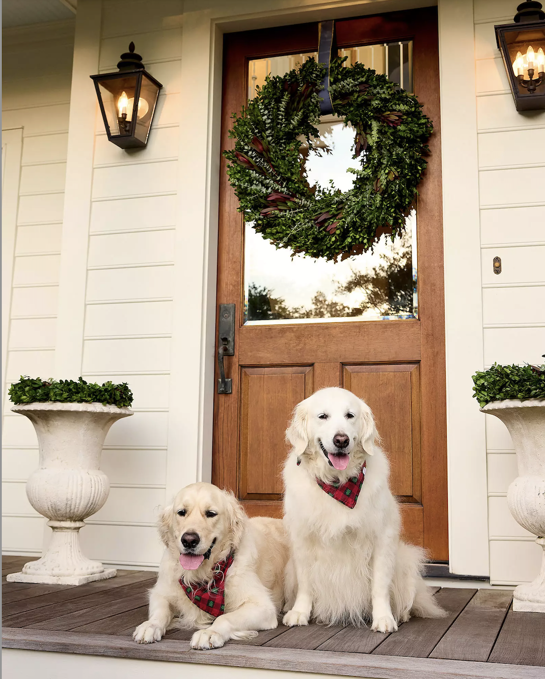 Protea Boxwood Wreath Serena & Lily